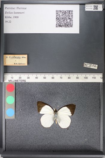 Media type: image;   Entomology 131760